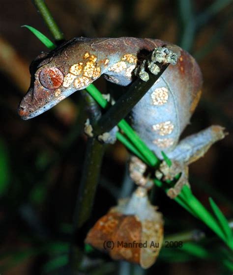 dactylus.de - Gattung Uroplatus