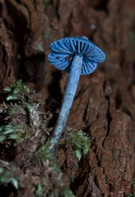 10 Most Amazing Mushrooms - cool mushrooms - Oddee