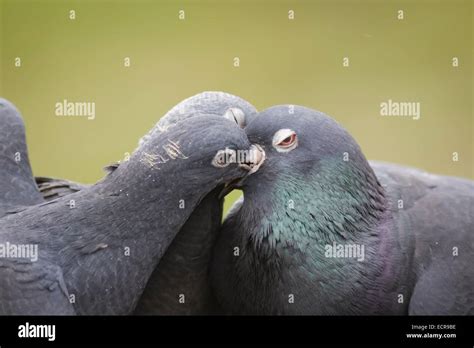 Feral pigeon feeding young Stock Photo - Alamy