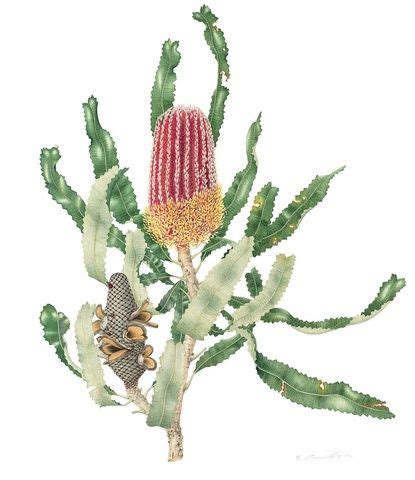 Annie Hughes, Banksia (Banksia menziesii) | Botanical art drawing ...