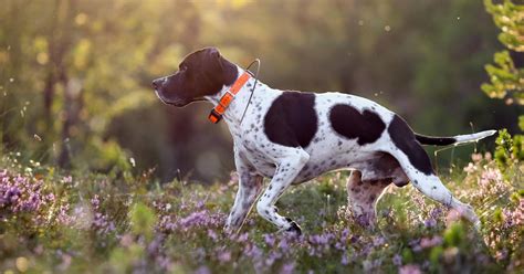 Are Pointers Intelligent Dogs