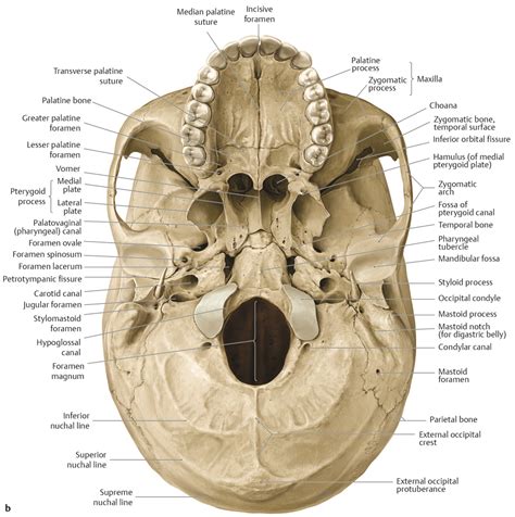 Skull Base Development And Anatomy SpringerLink, 43% OFF