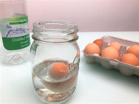 Egg in Vinegar Experiment | Egg in vinegar, Egg experiments, Bouncy egg