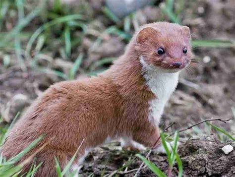 What Do Siberian Weasels Eat?