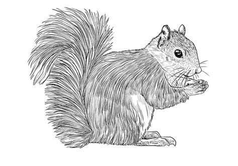 How to Draw a Squirrel - A Step-by-Step Squirrel Drawing Guide ...