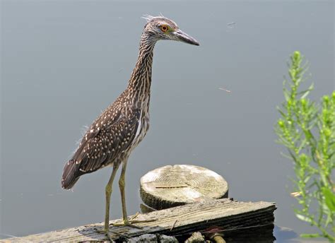 Juvenile Yellow Crowned Night Heron | Wildlife, Species, Heron