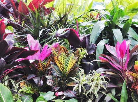 A Buyers Guide To Popular Tropicals » Garden & Greenhouse