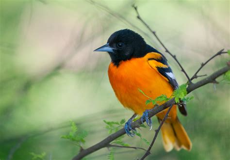 153. Wendy Paulson's Birds of Barrington | Baltimore Oriole | 365Barrington