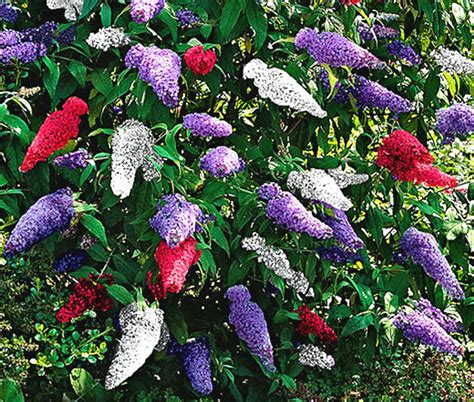 Butterfly Bush Mix Buddleia Davidii Seeds