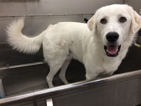 Great Pyrenees Lab Mix | Great pyrenees, Dog pictures, Borzoi dog