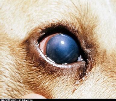 A Guide To Eye Diseases in Canines