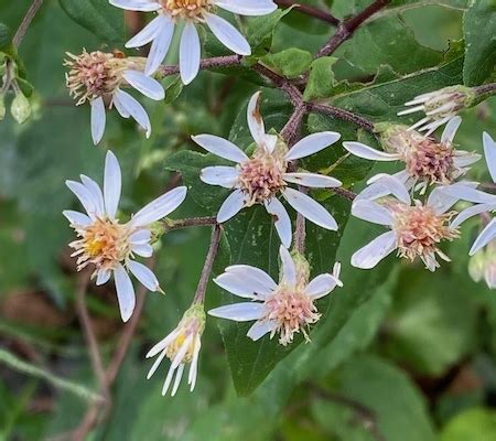 September 2022 Mystery Plant - Among Rhode Island Wildflowers