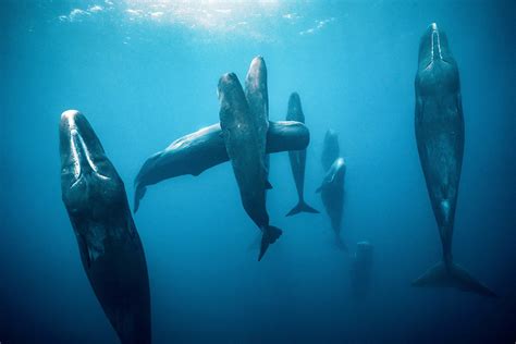 Vertically-sleeping sperm whales captured in Dominican waters - China Plus