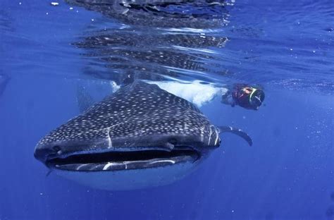 Whale Shark Swimming Adventure in Cancun - Seasonal June/Sept