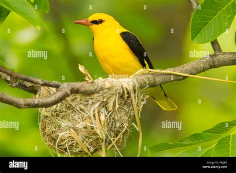 Golden oriole nest hi-res stock photography and images - Alamy