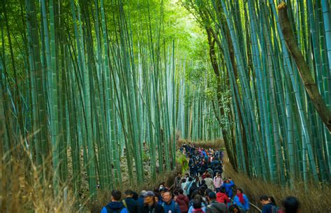 Arashiyama Bamboo Grove Photos & Tips - Travel Caffeine