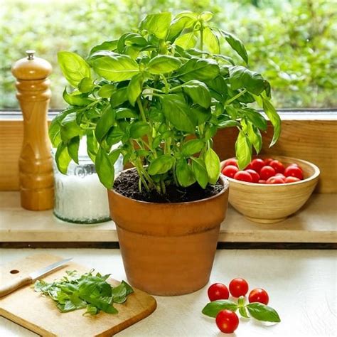 Growing Basil Indoors Year Round | Basil Plant Care