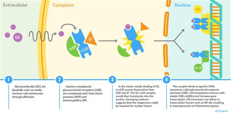 Systemic glucocorticoids: an overview of side effects - Renal Fellow Network