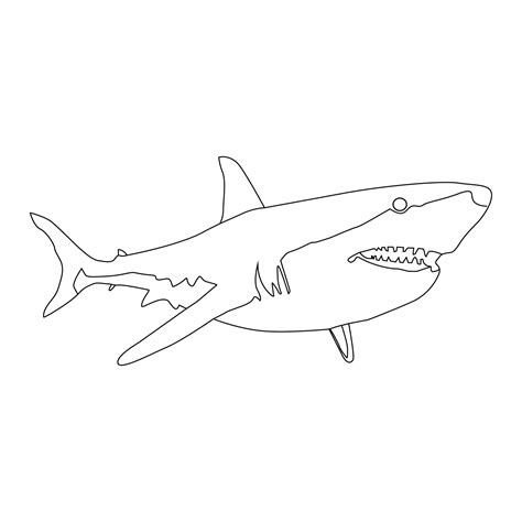 Shark Line art vector Illustration 23907759 Vector Art at Vecteezy