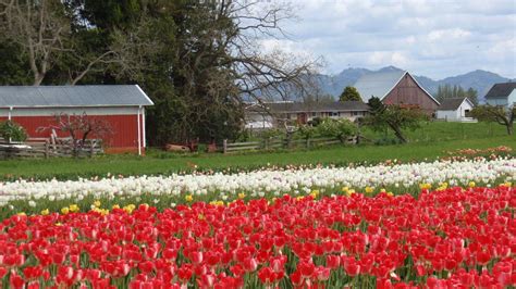 Tulip Festival, Mount Vernon, Washington, USA | Tulip festival, Mount vernon, Tulips