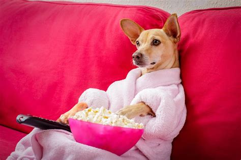 Perfect Millennial Leisure: Take Your Pup to a Dog-Friendly Movie ...