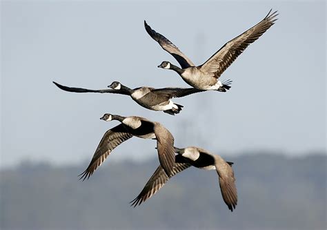 List Of Animals That Migrate