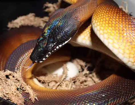 White Lipped Python: Species Profile and Care Instructions