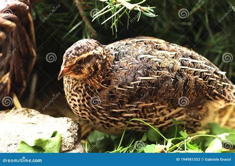 Wild Colored Japanese Quail Stock Photo - Image of brown, feather: 194981352