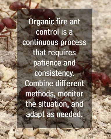 Organic Fire Ant Control: Effective Methods for a Sustainable Garden