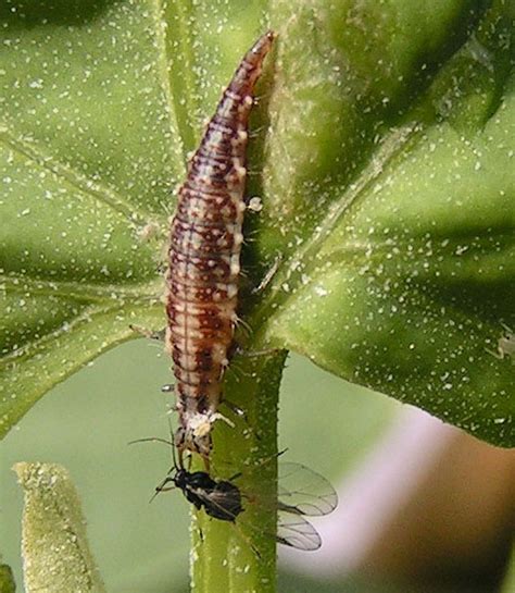 What’s that bug? – Green Lacewing Larvae