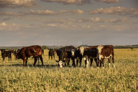 Cows grazing at sunset, stock photo. Image of agriculture - 244340122