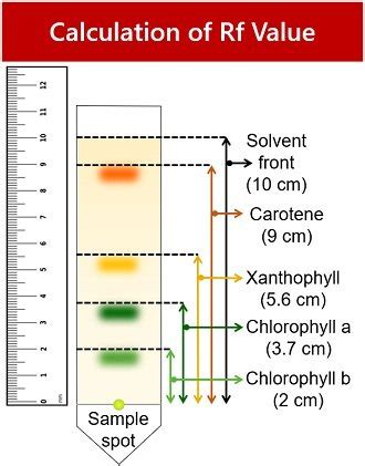 Separation of Plant Pigments by Paper Chromatography - Biology Reader