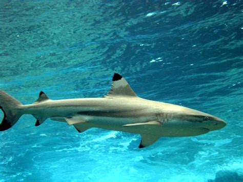 Sea Wonder: Blacktip Reef Shark | National Marine Sanctuary Foundation