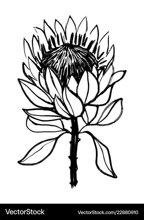 Ink hand drawn protea flower Royalty Free Vector Image