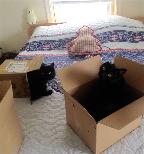 My two cats playing in boxes. | Smithsonian Photo Contest | Smithsonian Magazine