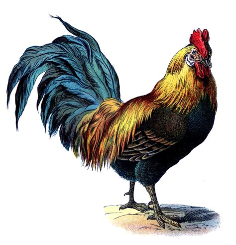 Vintage Graphic - Gorgeous Colorful Rooster - The Graphics Fairy