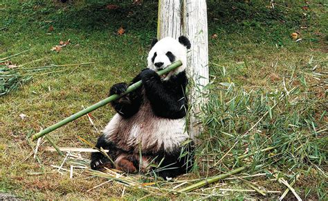 Giant panda Yaya well cared for, expert says - World - Chinadaily.com.cn