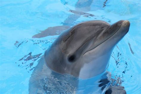 Cute Or Killers: Are Dolphins Predators? - MarinePatch