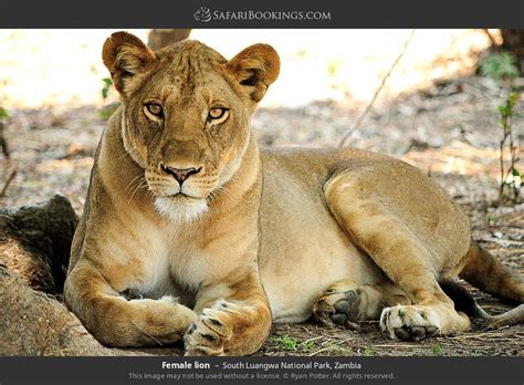 South Luangwa Wildlife Photos – Images & Pictures of South Luangwa National Park