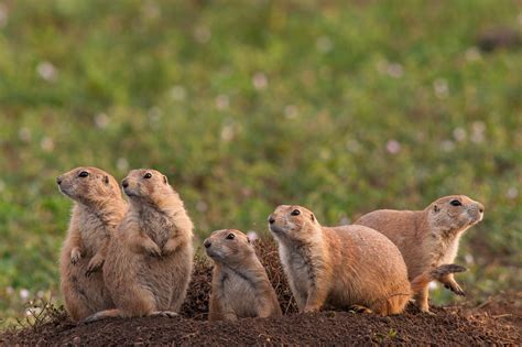 Coterie of Prairie Dogs | Sean Crane Photography