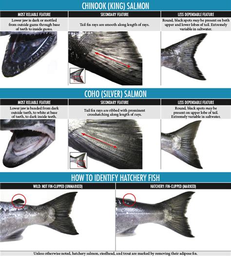 Chinook & Coho Salmon Identification - Oregon Fishing | eRegulations