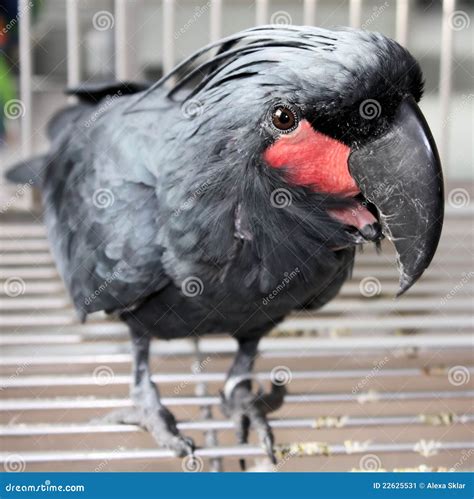 Black Macaw Stock Image - Image: 22625531