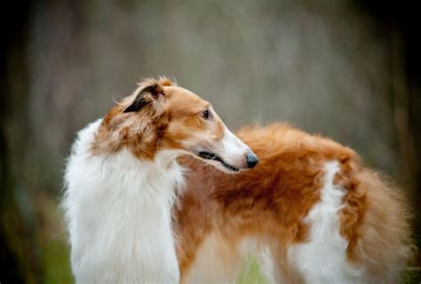 Borzoi Colors - National Borzoi Club