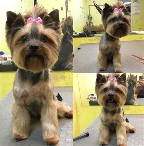 Yorkie puppy haircuts – Artofit