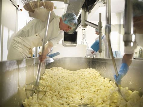 Six Important Steps in Cheesemaking | Cheesemaking, How to make cheese, Cheese making process