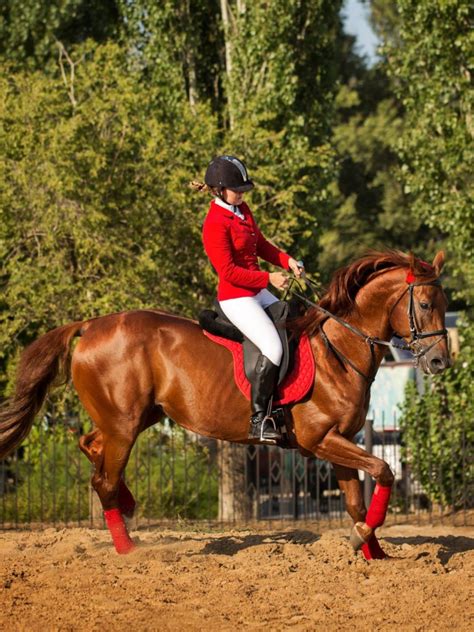 What Are The Best Gaited Horse Breeds? The Top 6