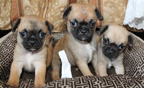 Chihuahua Pug Mix Puppies | Pug mix, Chihuahua pug mix, Chihuahua