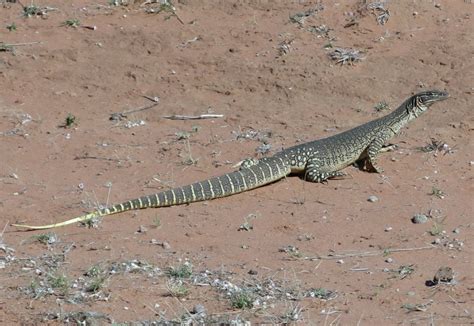 IMG_2613 | Ruth's photo of a the goanna on the road from Led… | Flickr