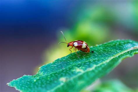 Ladybug on a leaf 7989105 Stock Photo at Vecteezy