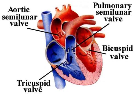 an image of the human heart with labels on it's main parts including right and left ventricles